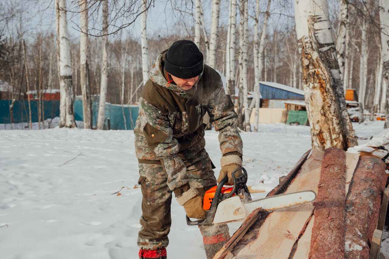 Dead Tree Removal